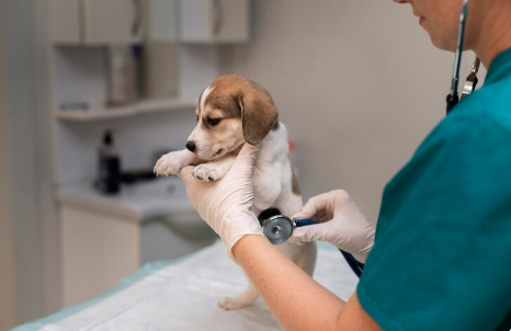 Dog Pulmonary Fibrosis